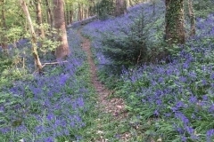 Bluebells with Pam