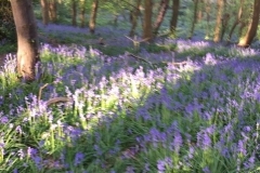 More Bluebells with Pan